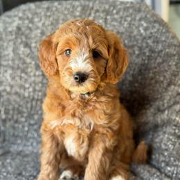Flint - Red  male Goldendoodle puppy in Wharton, Texas from Little Fur Friends
