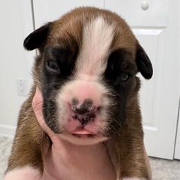 Lucy - Fawn female Boxer puppy in Sharon, South Carolina from Vom Krepps Manor