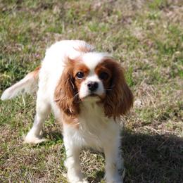 Lexus - Cavalier King Charles Spaniel