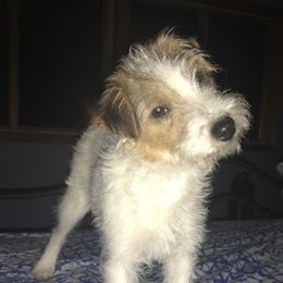 Russell Terrier Puppies from Acorn Ridge JRT