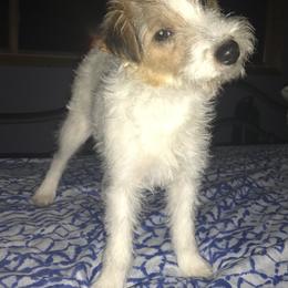 Russell Terrier Puppies from Acorn Ridge JRT