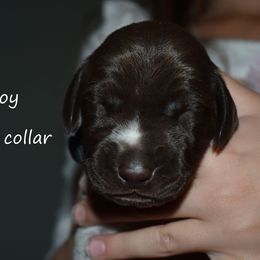 Boy 3-black collar - Liver and white male German Shorthaired Pointer puppy in Riverdale, Michigan from Ninemire Farm