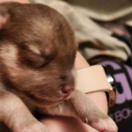Siberian Husky Puppies from Harrington's Huskies