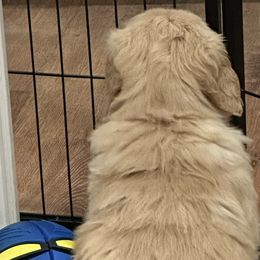 Golden Retrievers from Classical Goldens