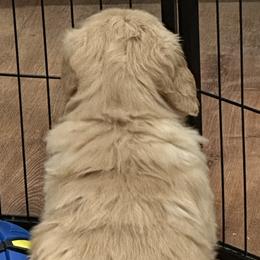 Golden Retrievers from Classical Goldens