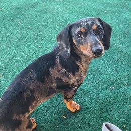 Izzy - Dachshund