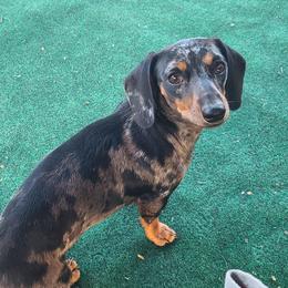 Izzy - Dachshund