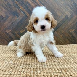 Snickers - Red male Bernedoodle puppy in Beresford, South Dakota from DAKOTA DOOD RANCH