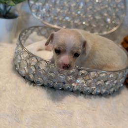 Luna - Cream female Chihuahua puppy in Seneca, Missouri from Stephanie’s Puppy Colony