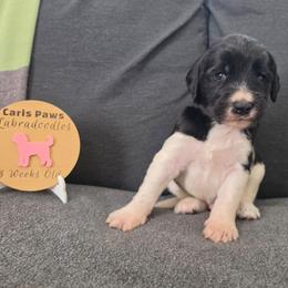 Dune (Black) - Parti male Labradoodle puppy in Plainfield, New Jersey from Caris Paws Poodles and Labradoodles