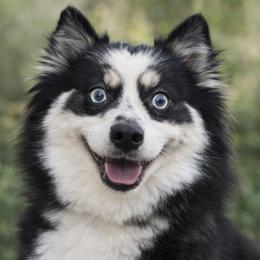 B - Pomsky