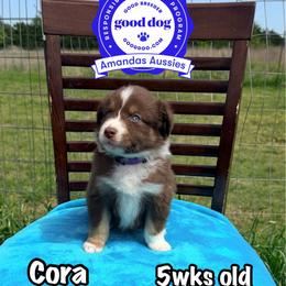 RTF Purple collar - Red tri-color female Australian Shepherd puppy in Greenville, Texas from Amandas Aussies