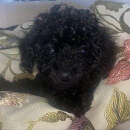 Guinevere - Black female Poodle puppy in El Sobrante, California from Mckendra's Legacy