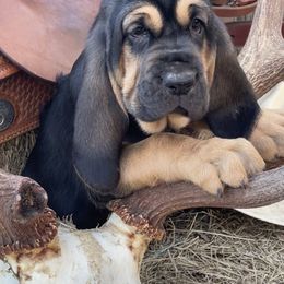 Girl 3 - Black and tan Bloodhound puppy in Vanderpool, Texas from Kiwi Hunting Services