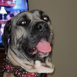 Cane Corso from Cor Dei Cane Corso