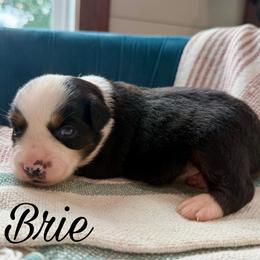 Brie - Black tri female Miniature Australian Shepherd puppy in Sandy Hook, Kentucky from RidgeTop Aussies