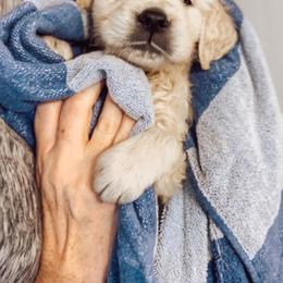 Golden Retriever Puppies from Grace Golden Retrievers