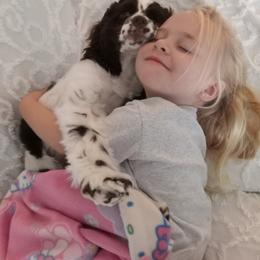 Cocker Spaniel All Grown Up from Joron Cockers