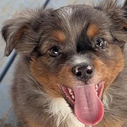 Cowboy - Blue merle male Toy Australian Shepherd puppy in Mountain Home, Idaho from LJK Boxers & Toy Aussies