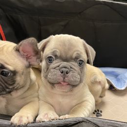 French Bulldog Puppies from Fabi's French Bulldogs