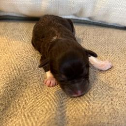 Nelly - Liver female Miniature Schnauzer puppy in Moreauville, Louisiana from Bayou Schnauz and Dals