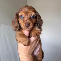 Shaded Red Dapple Male - Dapple male Dachshund puppy in Horizon City, Texas from Micah's Minis
