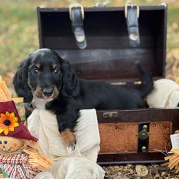 Frank - Black and tan male Dachshund puppy in Nashville, Arkansas from Whisenhunt Farms