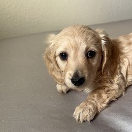 4th Born ee Cream Female - Cream Dachshund puppy in Rochester, Washington from Curtiss Dachshunds
