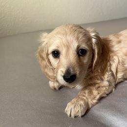 4th Born ee Cream Female - Cream Dachshund puppy in Rochester, Washington from Curtiss Dachshunds