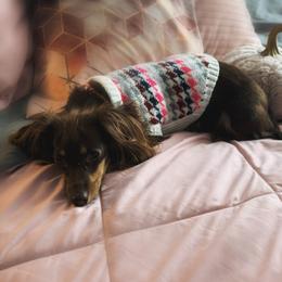 Mocha - Dachshund