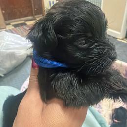 Oliver - Chocolate male Morkie puppy in Winston Salem, North Carolina from Patty’s Paws