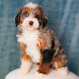 Traffic - Merle female Bernedoodle puppy in Dundee, Ohio from Down Home Doodle