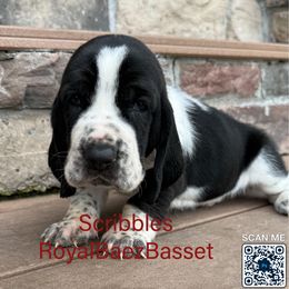 Scribbles - Black and white male Basset Hound puppy in Sidney, Nebraska from Royal Baez Basset