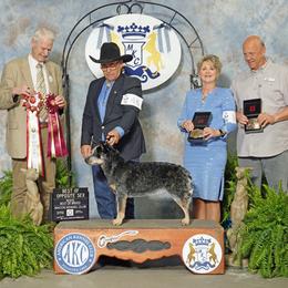 Jade - Australian Cattle Dog