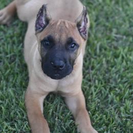 Pistachio - Fawn male Perro de Presa Canario puppy in Tickfaw, Louisiana from La Fundación K-9