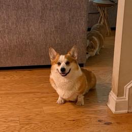 Five year old male corgi with tail - White and red male Pembroke Welsh Corgi puppy in Allen, Texas from Feathers' Corgis with Tails