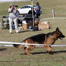 German Shepherd All Grown Up from CVH Kennel
