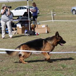 German Shepherd All Grown Up from CVH Kennel
