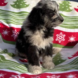 Camber - male Aussiedoodle puppy in Grove, Oklahoma from Dollface Aussies