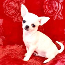 Mikey - Cream male Chihuahua puppy in Allentown, Pennsylvania from Tsunami Cockers & Chihuahuas