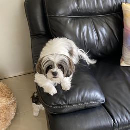 Sassy - Shih Tzu
