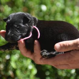 Pink collar female - Black female German Shepherd puppy in Marianna, Florida from Haus M Godwin