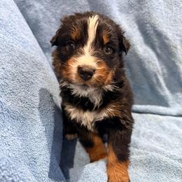Carol - Black tri-color female Australian Shepherd puppy in Atkinson, Illinois from Diamond Ridge Aussies