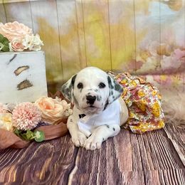 Girl 4 - White and black female Dalmatian puppy in Joshua, Texas from Rainier DALS LUA Dalmatians