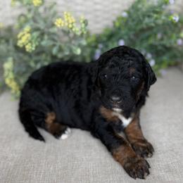 Kleo - Phantom female Bernedoodle puppy in Perrysville, Ohio from Pleasant Valley Bernedoodles