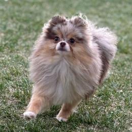 Starlit - Pomeranian