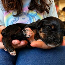 Journey - Tri-color male Bernedoodle puppy in Louisville, Arkansas from Darlin’s Doodles