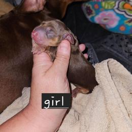 Girl 3 - Chocolate and tan female Dachshund puppy in Lansing, Michigan from Black Thunder 517 Dachshunds and frenchies