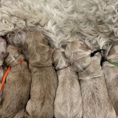 Goldendoodle puppies from Blue River Doodles