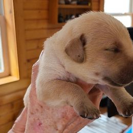 Girl 2 - Labrador Retriever puppy in Shiocton, Wisconsin from Green Acres Labrador Retrievers